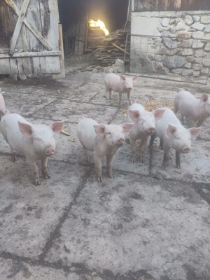 Purcei rasa marele alb 