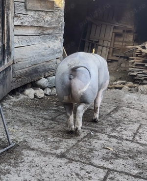 Purcea rasa pietrean  - imagine 3