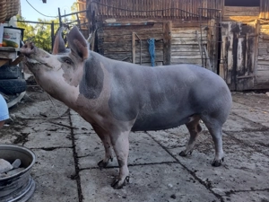 Purcea rasa pietrean 