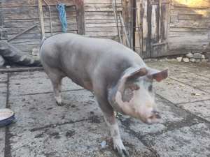 Purcea rasa pietrean  - imagine 2