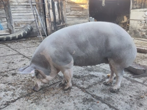 Purcea rasa pietrean  - imagine 4