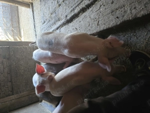 Purcei de vânzare  - imagine 3