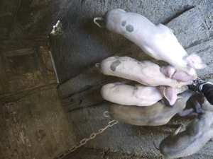 Purcei de vânzare  - imagine 5