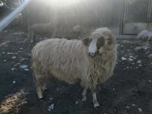 Berbec pentru consum 