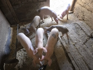 Purcei de vânzare  - imagine 4