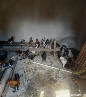 Gaini americane - imagine 2 Gaini americane - imagine 2