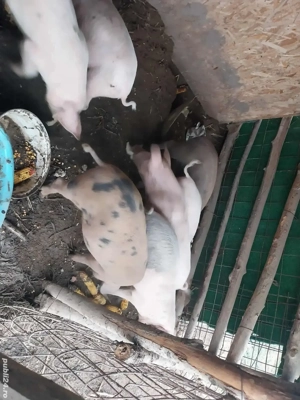 De vânzare 3 purcei și doii vieri