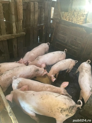 vand purcei - imagine 2