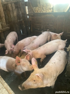 vand purcei - imagine 3