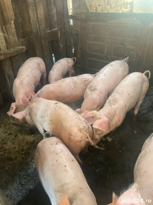 vand purcei - imagine 4