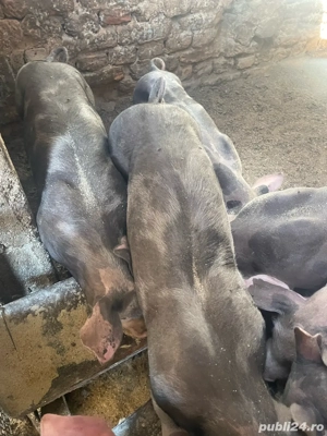 vand purcei pietrain