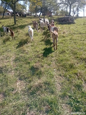 Capre de vanzare - imagine 2 Capre de vanzare - imagine 2