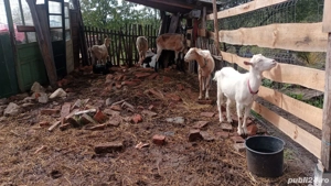 Capre de vanzare - imagine 4 Capre de vanzare - imagine 4