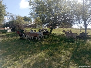 Capre de vanzare - imagine 3 Capre de vanzare - imagine 3