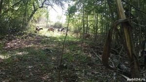 Capre de vanzare - imagine 5 Capre de vanzare - imagine 5