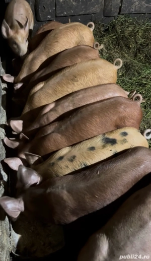 vand purcei de 9 saptamani