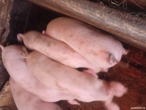 Purcei de 3 luni de vanzare  - imagine 2