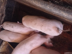 Purcei de 3 luni de vanzare 