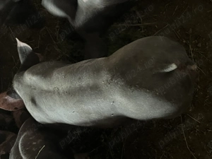 Vând purcei, diverse rase