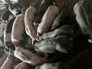 Vând purcei, diverse rase - imagine 4