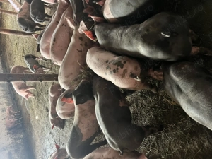 Vând purcei, diverse rase - imagine 3