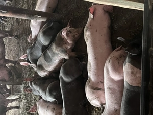 Vând purcei, diverse rase - imagine 2