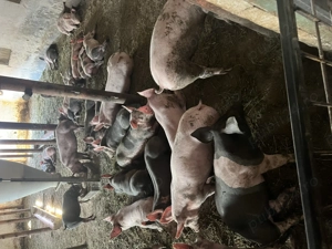 Vând purcei, diverse rase - imagine 5