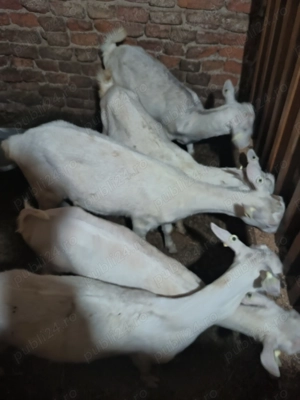 Lot iede Sanen - imagine 4 Lot iede Sanen - imagine 4