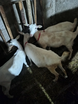 Lot iede Sanen - imagine 2 Lot iede Sanen - imagine 2