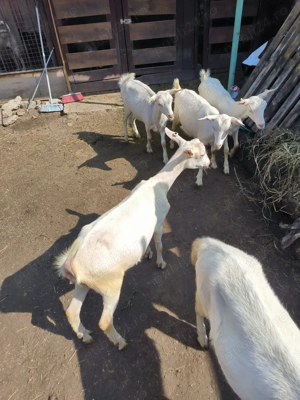 Lot iede Sanen - imagine 5 Lot iede Sanen - imagine 5