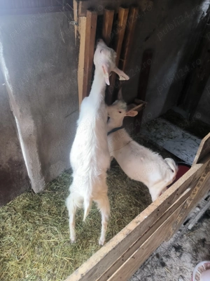 Lot iede Sanen - imagine 3 Lot iede Sanen - imagine 3