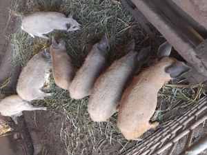 Purcei  din rasa Mangalita 
