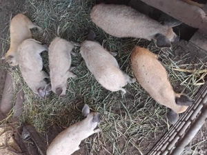 Purcei  din rasa Mangalita  - imagine 3