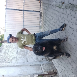 Ciobănesc caucazian 