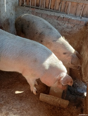 vand 2scroafe  - imagine 2 vand 2scroafe  - imagine 2