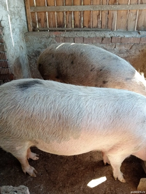 vand 2scroafe  - imagine 3 vand 2scroafe  - imagine 3