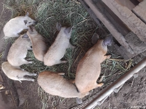 Purcei  din rasa Mangalita  - imagine 4