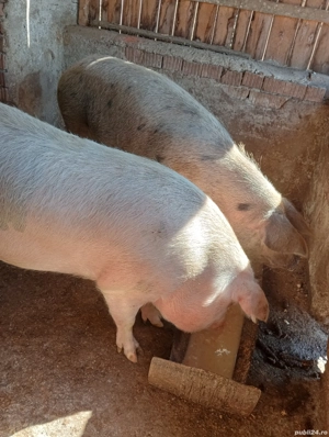 vand 2scroafe  - imagine 2 vand 2scroafe  - imagine 2