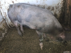 vier durok - imagine 3