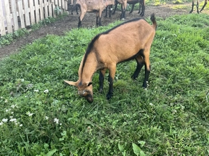 Țap alpin,ciut,cu origine.  - imagine 3