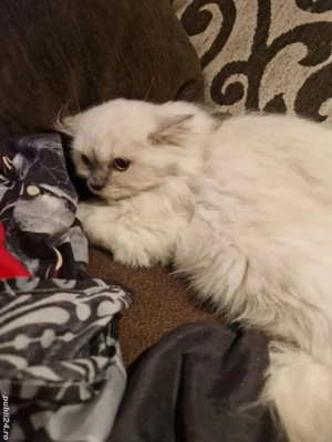 british cu parlung bluepoint