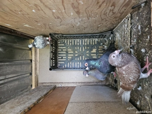 porumbei  caracurati  - imagine 3 porumbei  caracurati  - imagine 3