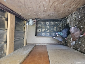 porumbei  caracurati 