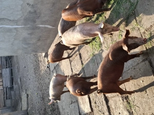 Vând grasuni crescuți bio cu porumb ,orz grâu și floarea soarelui.Buni pentru rotisor sau pentru Cri - imagine 3 Vând grasuni crescuți bio cu porumb ,orz grâu și floarea soarelui.Buni pentru rotisor sau pentru Cri - imagine 3