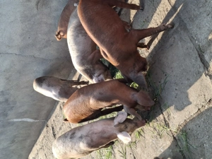 Vând grasuni crescuți bio cu porumb ,orz grâu și floarea soarelui.Buni pentru rotisor sau pentru Cri - imagine 5 Vând grasuni crescuți bio cu porumb ,orz grâu și floarea soarelui.Buni pentru rotisor sau pentru Cri - imagine 5