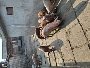 Vând grasuni crescuți bio cu porumb ,orz grâu și floarea soarelui.Buni pentru rotisor sau pentru Cri - imagine 2 Vând grasuni crescuți bio cu porumb ,orz grâu și floarea soarelui.Buni pentru rotisor sau pentru Cri - imagine 2