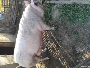 vand 2 scroafe marele alb care urmeaza sa fete - imagine 2