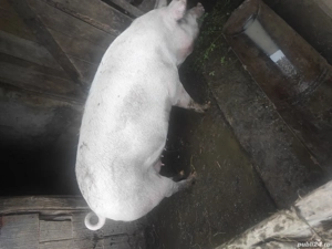 vand 2 scroafe marele alb care urmeaza sa fete