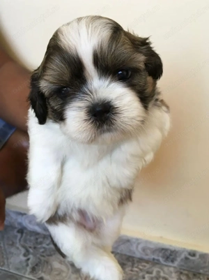 Bichon havanez mini - imagine 2