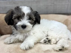 Bichon havanez fetita - imagine 2